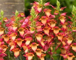 Pianta di Digitalis Illumination Flame (Vaso 18 cm)
