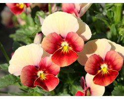 Pianta di Viola a fiore piccolo Le Stelle Maya