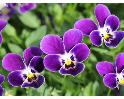 Pianta di Viola a fiore piccolo Le Stelle Maya