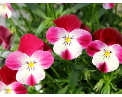 Pianta di Viola a fiore piccolo Le Stelle Castor