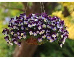 Pianta di Viola a fiore piccolo Le Stelle Antares
