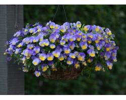 Pianta di Viola ricadente Cool Wave Purple wing