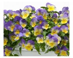 Pianta di Viola ricadente Cool Wave Frost