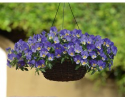 Pianta di Viola ricadente Cool Wave Frost
