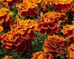 Pianta di Tagetes Alumia Vanilla (Vaschetta da 4 piante)