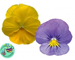 Pianta di Viola ricadente Cool Wave Frost