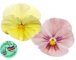 Pianta di Viola ricadente Cool Wave Frost