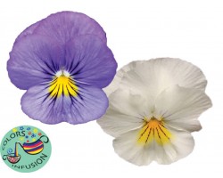 Pianta di Viola ricadente Cool Wave Frost