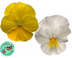 Pianta di Viola ricadente Cool Wave Frost