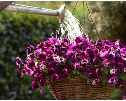 Pianta di Viola ricadente Cool Wave Frost