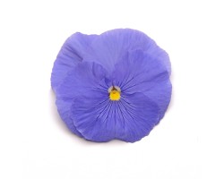 Pianta di Viola a fiore grande Inspire Plus True blue