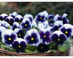 Pianta di Viola a fiore grande                                            Inspire Plus Beaconfield