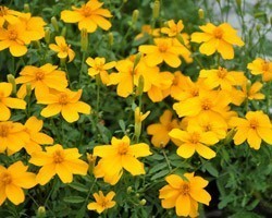 Pianta di Tagetes Gold Medal (Vaso 14 cm)