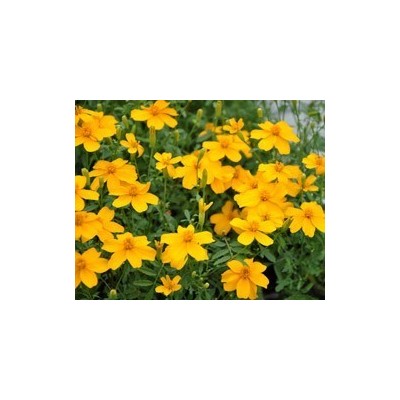 Pianta di Tagetes Gold Medal (Vaso 14 cm)