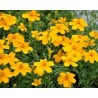 Pianta di Tagetes Gold Medal (Vaso 14 cm)