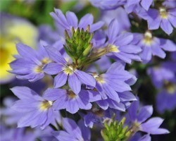Pianta di Scaevola Saphira (Vaso 14 cm)
