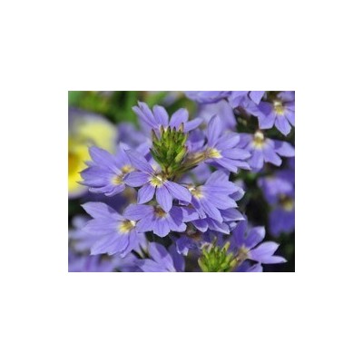 Pianta di Scaevola Saphira (Vaso 14 cm)