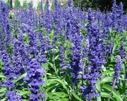 Pianta di Salvia Farinacea blu (Vaso 14 cm)