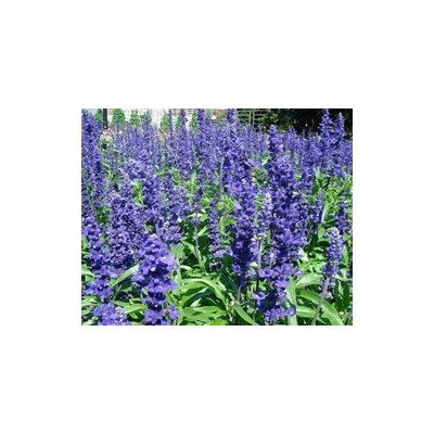 Pianta di Salvia Farinacea blu (Vaso 14 cm)