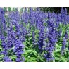 Pianta di Salvia Farinacea blu (Vaso 14 cm)