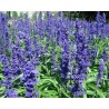 Pianta di Salvia Farinacea blu (Vaso 14 cm)