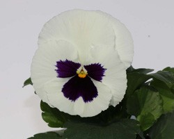 Pianta di Viola a fiore grande Inspire Plus White blotch