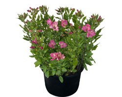 Pianta di Alstroemeria Summer Relieve in vaso 17 cm