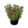 Pianta di Alstroemeria Summer Relieve in vaso 17 cm