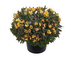 Pianta di Alstroemeria Summer Relieve in vaso 17 cm