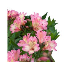 Pianta di Alstroemeria Summer Relieve in vaso 17 cm