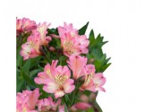 Pianta di Alstroemeria Summer Relieve in vaso 17 cm
