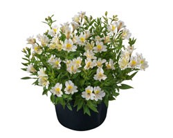 Pianta di Alstroemeria Summer Relieve in vaso 17 cm