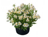 Pianta di Alstroemeria Summer Relieve in vaso 17 cm