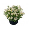 Pianta di Alstroemeria Summer Relieve in vaso 17 cm