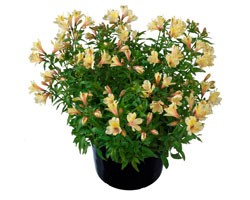 Pianta di Alstroemeria Summer Relieve in vaso 17 cm