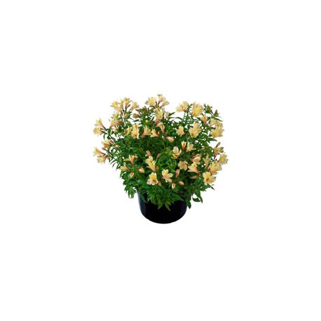 Pianta di Alstroemeria Summer Relieve in vaso 17 cm