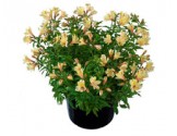 Pianta di Alstroemeria Summer Relieve in vaso 17 cm