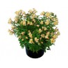 Pianta di Alstroemeria Summer Relieve in vaso 17 cm