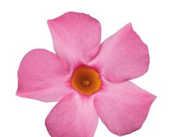 Pianta di Dipladenia Sundaville Beauty Rose (Vaso 12 cm)