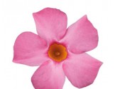 Pianta di Dipladenia Sundaville Beauty Rose (Vaso 12 cm)