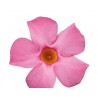 Pianta di Dipladenia Sundaville Beauty Rose (Vaso 12 cm)