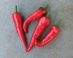 Pianta di Peperoncino Ornamentale Hot Pops (Vaso 14 cm)