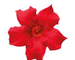Pianta di Dipladenia Sundaville Beauty bright red (Vaso 12 cm)