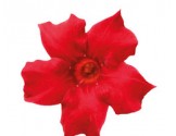 Pianta di Dipladenia Sundaville Beauty bright red (Vaso 12 cm)