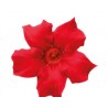 Pianta di Dipladenia Sundaville Beauty bright red (Vaso 12 cm)
