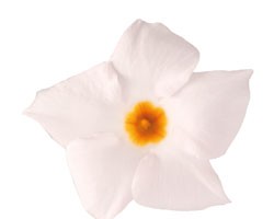 Pianta di Dipladenia Sundaville Beauty white (Vaso 12 cm)