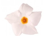 Pianta di Dipladenia Sundaville Beauty white (Vaso 12 cm)