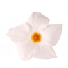 Pianta di Dipladenia Sundaville Beauty white (Vaso 12 cm)