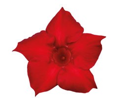 Pianta di Dipladenia Sundaville Classic red (Vaso 12 cm)