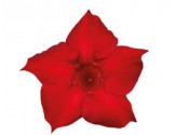 Pianta di Dipladenia Sundaville Classic red (Vaso 12 cm)